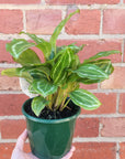 Calathea Bicajoux 'Pink' - 13cm pot