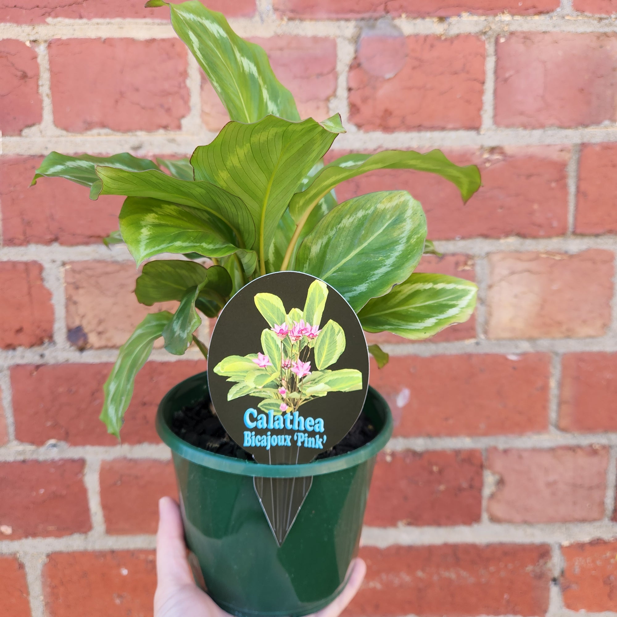 Calathea Bicajoux &#39;Pink&#39; - 13cm pot