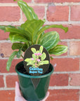 Calathea Bicajoux 'Pink' - 13cm pot