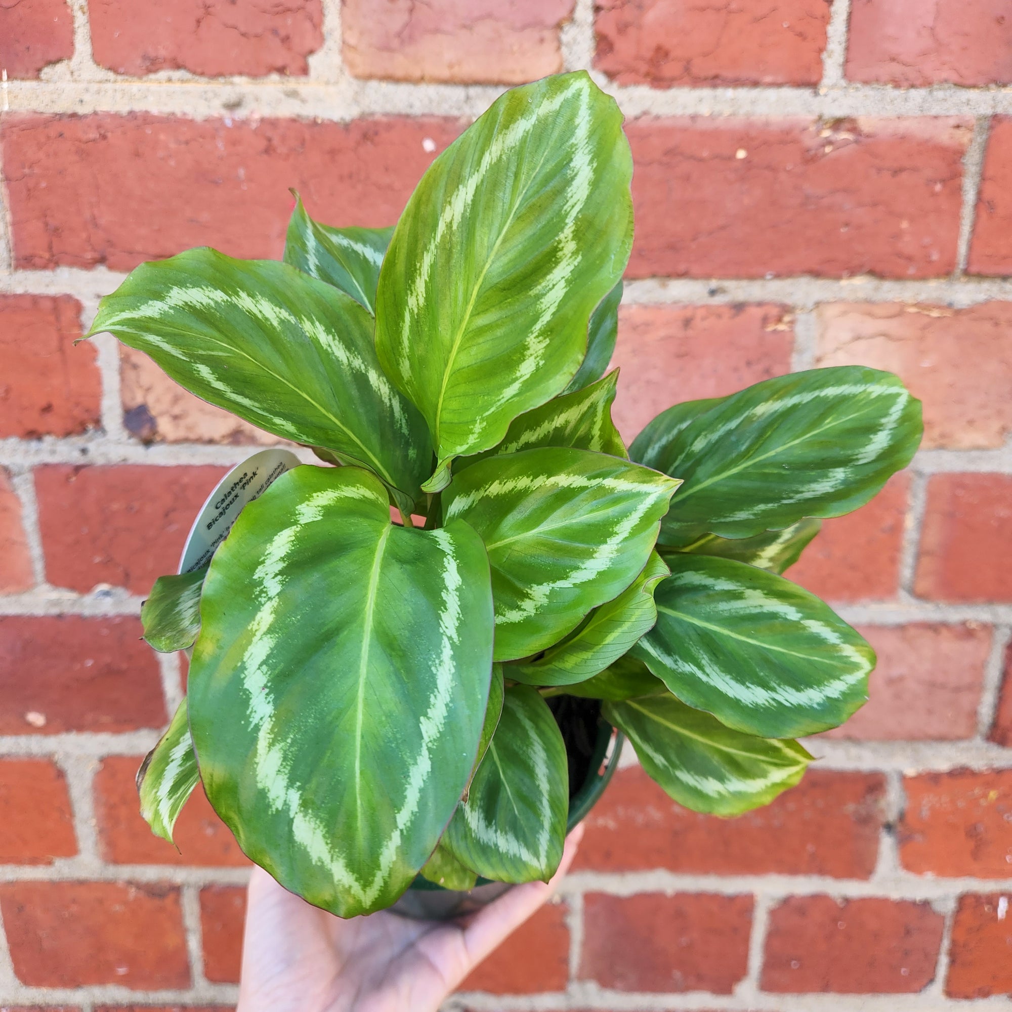 Calathea Bicajoux &#39;Pink&#39; - 13cm pot