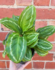 Calathea Bicajoux 'Pink' - 13cm pot