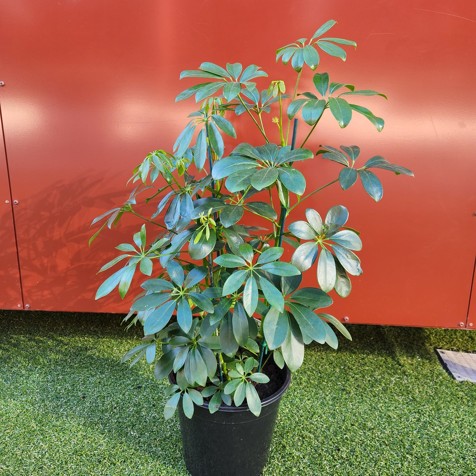 Umbrella plant - Schefflera arboricola - 25cm pot