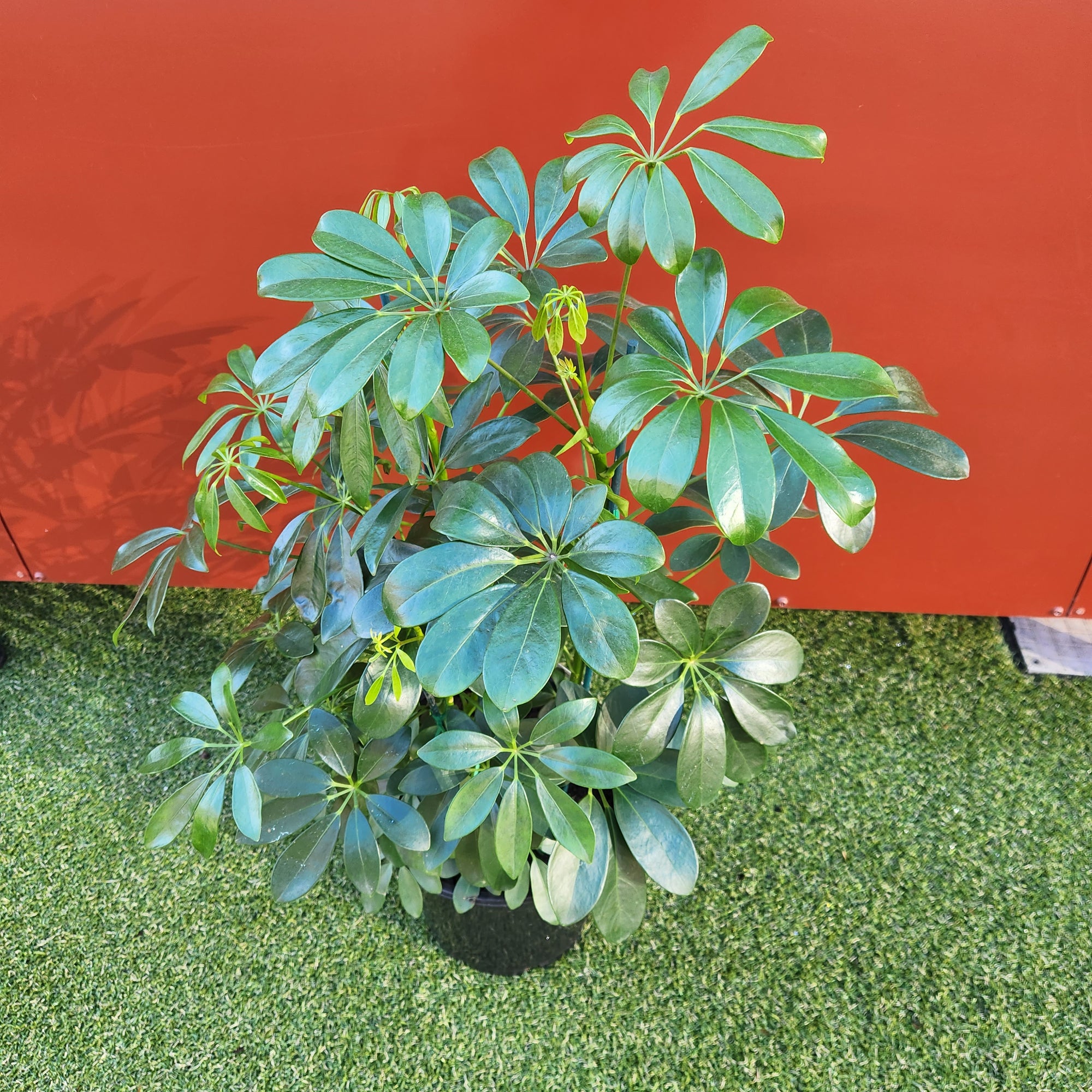 Umbrella plant - Schefflera arboricola - 25cm pot