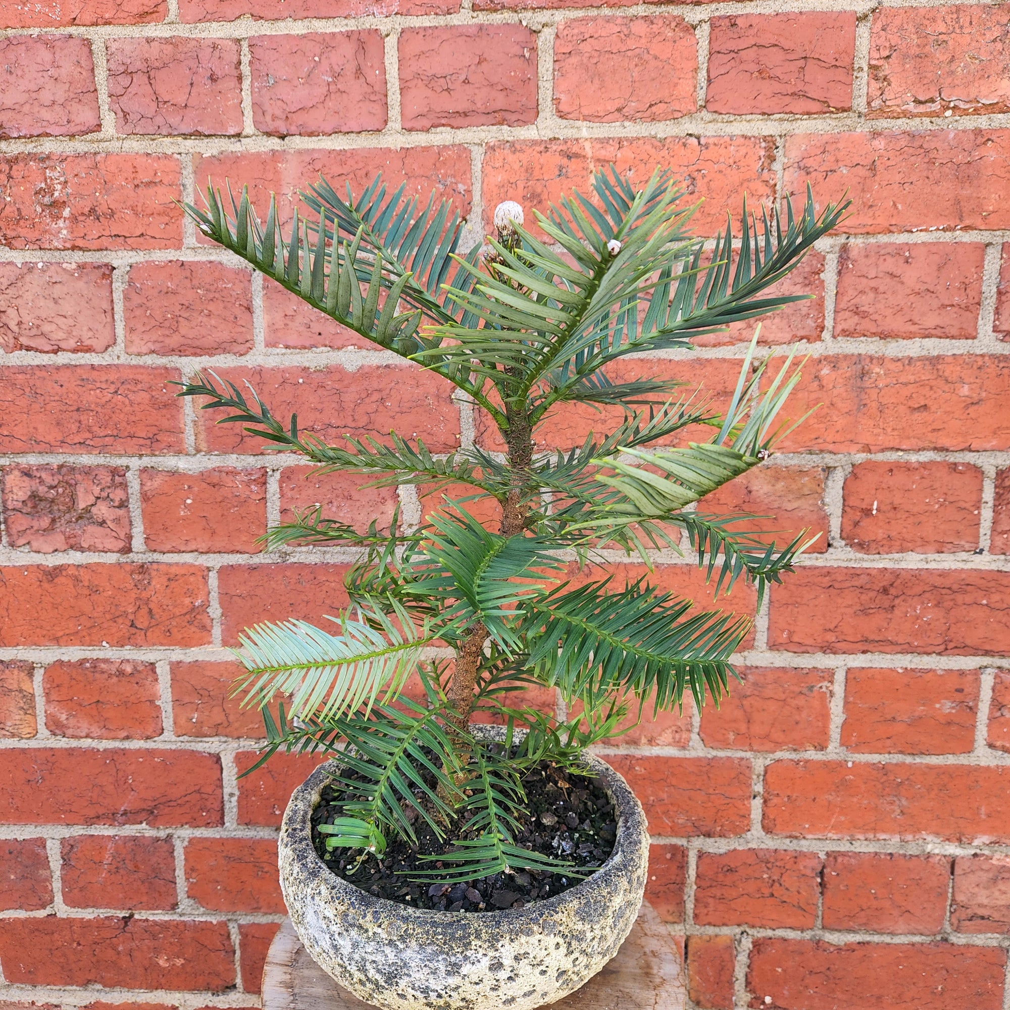 Wollemi Pine Tree in cement pot- 26cm pot