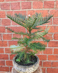 Wollemi Pine Tree in cement pot- 26cm pot