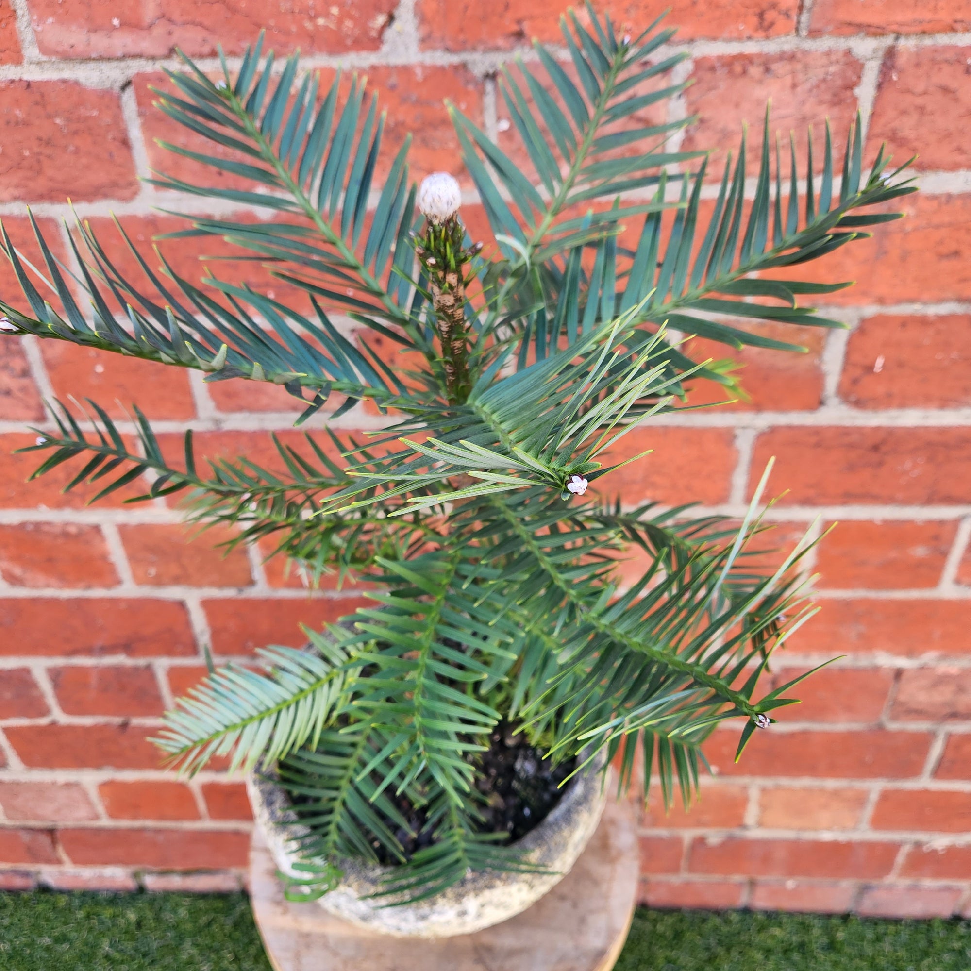 Wollemi Pine Tree in cement pot- 26cm pot