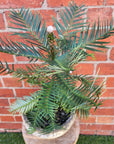 Wollemi Pine Tree in cement pot- 26cm pot