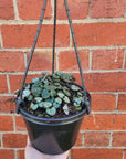 Chain of Hearts (Ceropegia Woodii) - 15cm HB