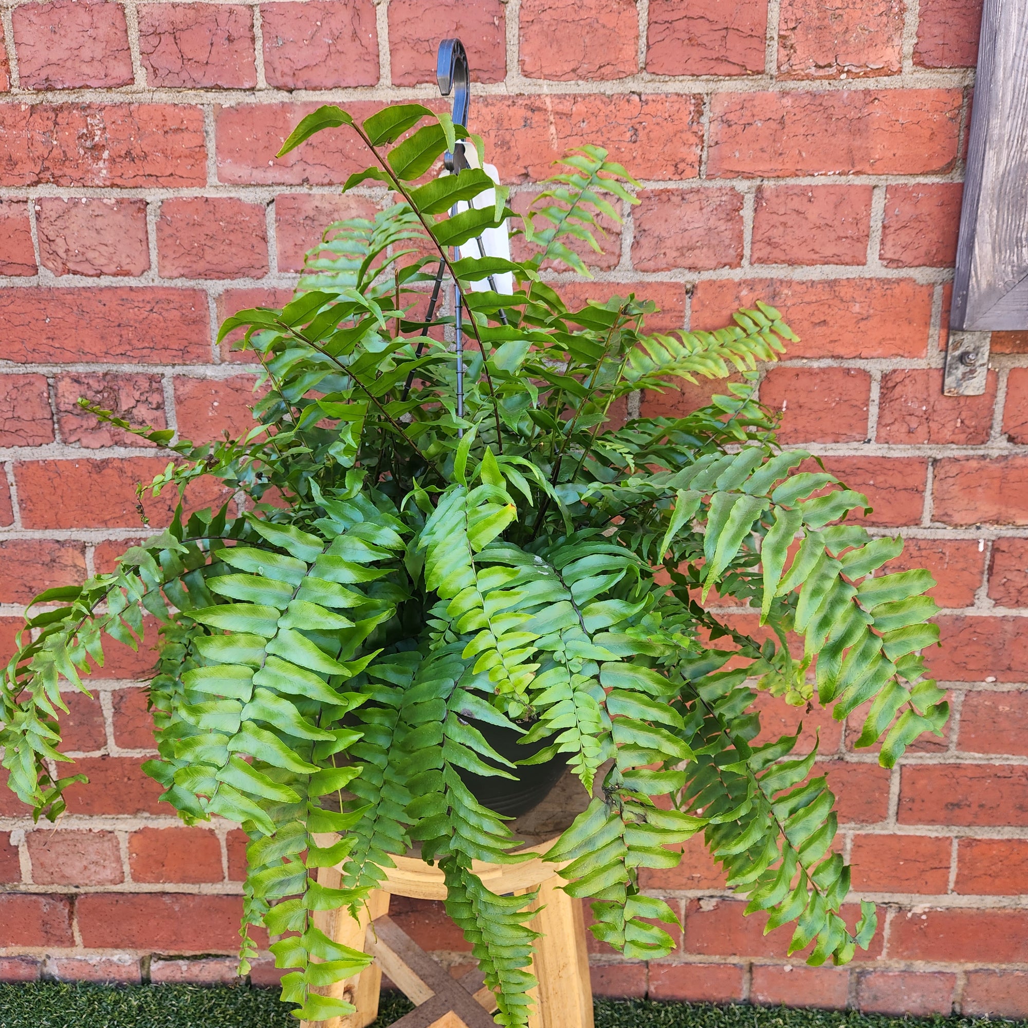 Macho Fern (Nephrolepis Biserrata) - 25cmHB