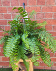 Macho Fern (Nephrolepis Biserrata) - 25cmHB