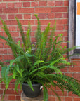 Boston fern (Nephrolepsis Exalta) - 27cmHB