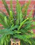 Boston fern (Nephrolepsis Exalta) - 27cmHB