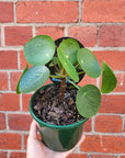 Pilea Peperomiodes (The Chinese Money Plant) - 13cm Pot