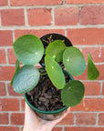 Pilea Peperomiodes (The Chinese Money Plant) - 13cm Pot