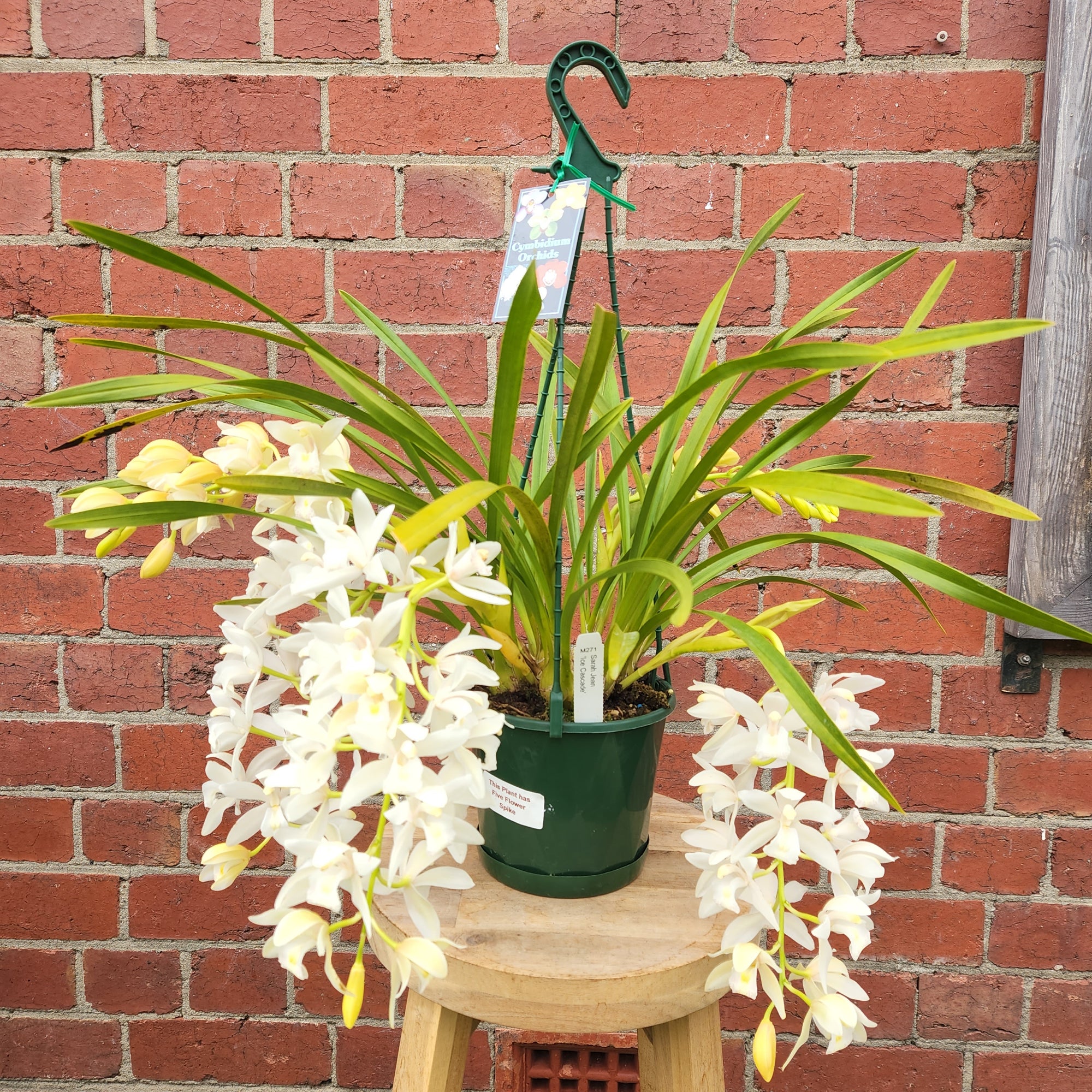 Orchid - Cascading Cymbidium White - 5 flower spikes - 17cm Hanging Basket