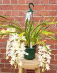 Orchid - Cascading Cymbidium White - 5 flower spikes - 17cm Hanging Basket