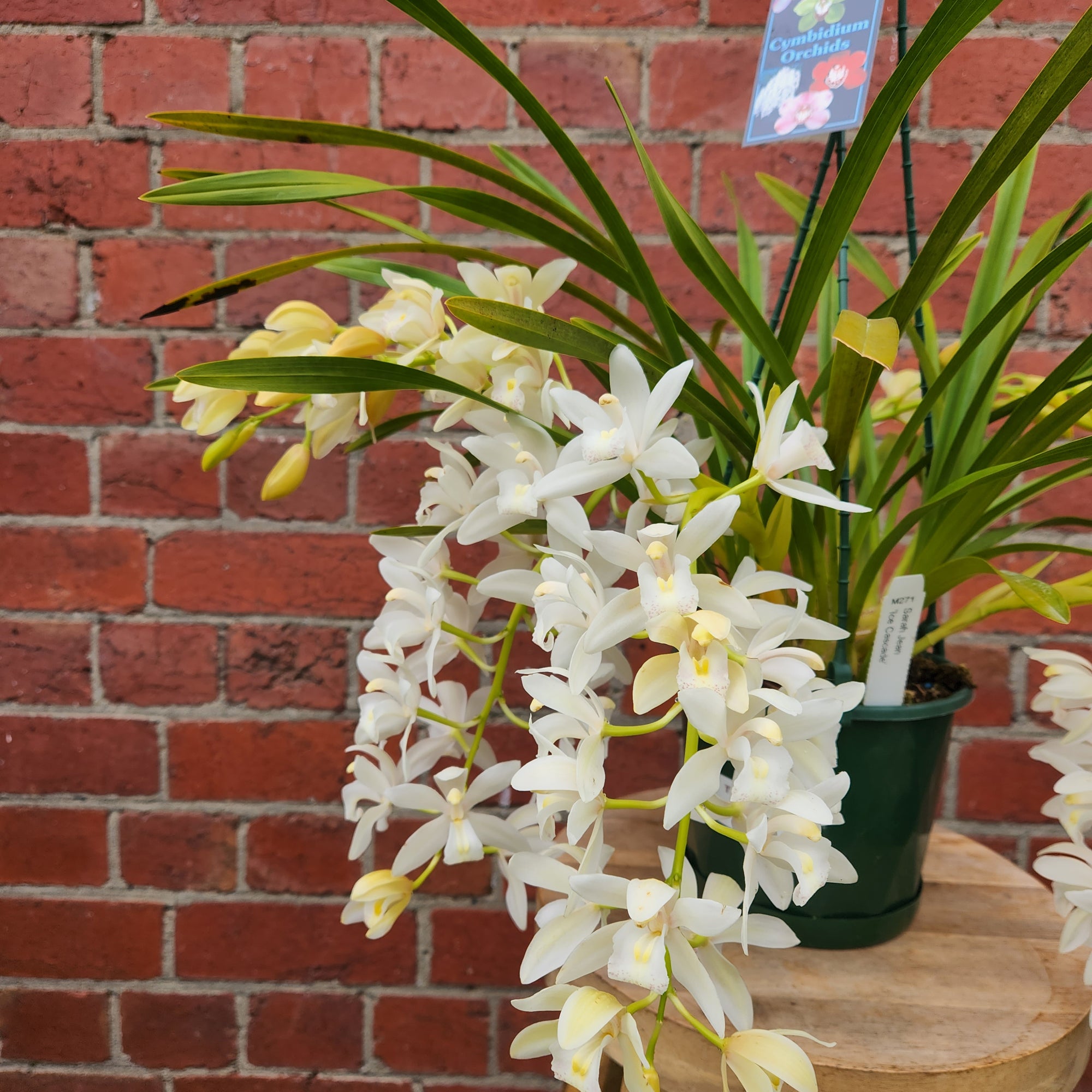 Orchid - Cascading Cymbidium White - 5 flower spikes - 17cm Hanging Basket