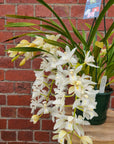 Orchid - Cascading Cymbidium White - 5 flower spikes - 17cm Hanging Basket