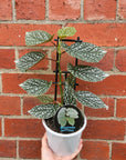 Begonia Snow Capped - 13cm pot