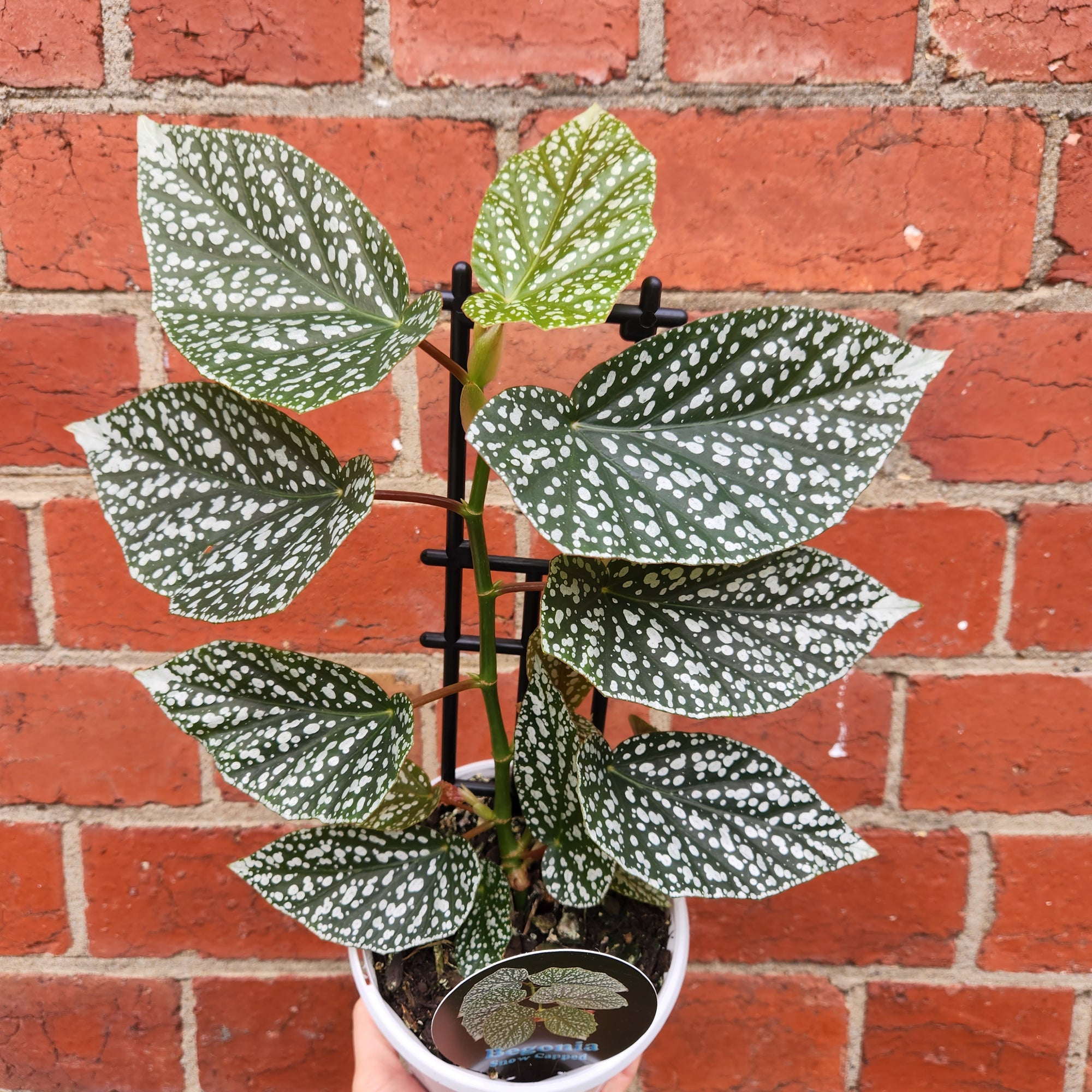 Begonia Snow Capped - 13cm pot