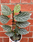 Begonia Snow Capped - 13cm pot