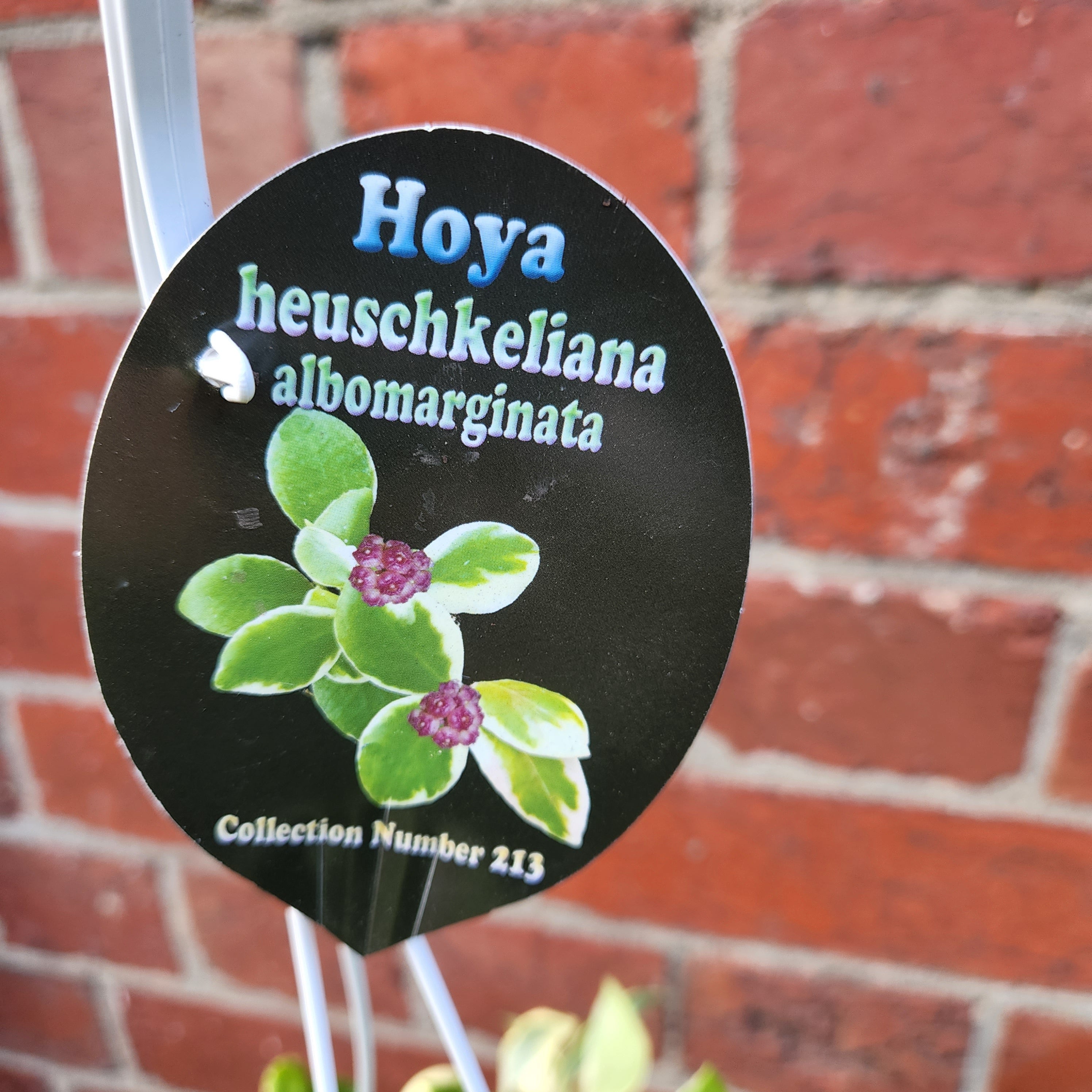 p様　HOYA2種 ACS_1521.JPG?format=1500w