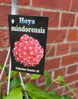 Hoya - Mindorensis (Collection No.49) - 13cmHB