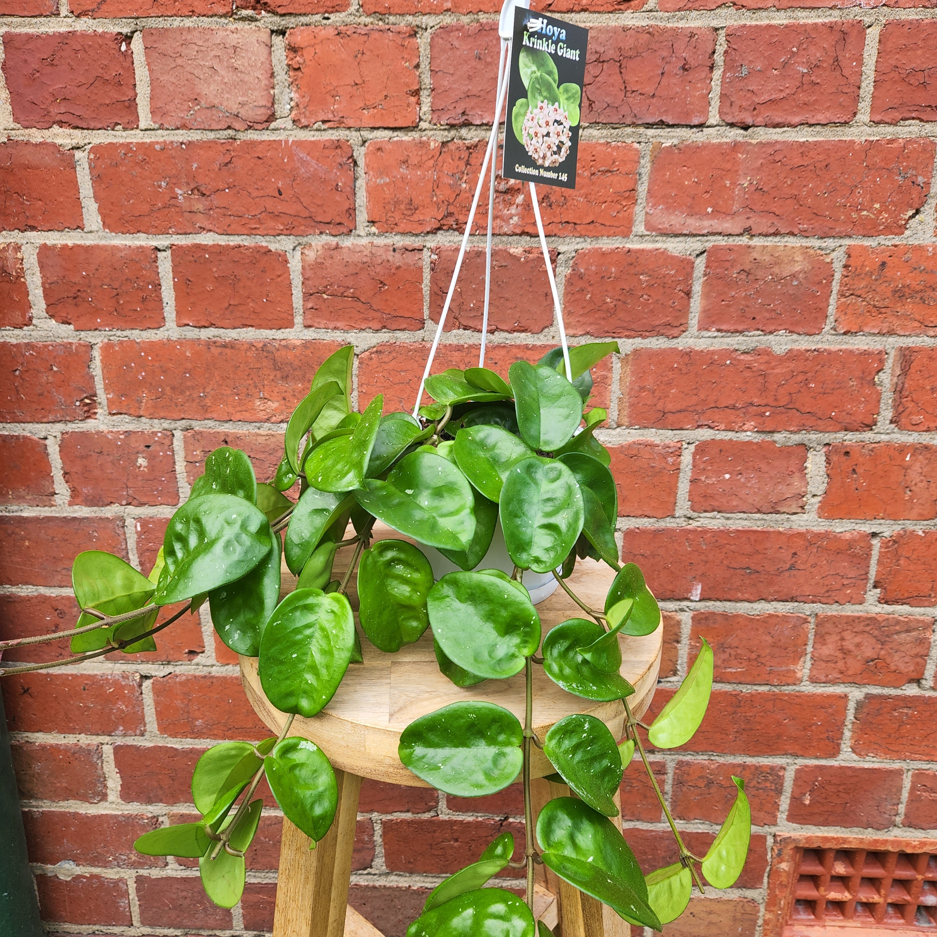 Hoya - Krinkle Giant (no. 145) - 13cm HB – Folia House