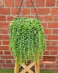 String of Pearls (Senecio rowleyanus) - 25cmHB