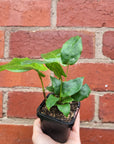 Baby Plant - Calathea Bella Network