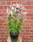 Star Jasmine - 17cm pot