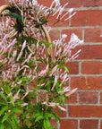 Star Jasmine - 17cm pot