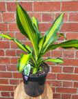 Happy Plant (Dracaena Frangans 'Massangeana') - 20 cm Pot