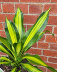 Happy Plant (Dracaena Frangans 'Massangeana') - 20 cm Pot