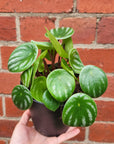 Watermelon Peperomia (Peperomia Argyreia) - 12cm Pot