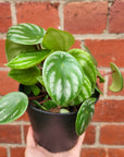 Watermelon Peperomia (Peperomia Argyreia) - 12cm Pot