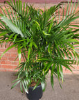 Cascade Palm (Chamaedorea Atrovirens) - 30cm Pot