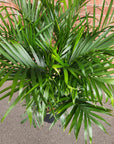 Cascade Palm (Chamaedorea Atrovirens) - 30cm Pot