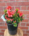 Azalea - 17cm pot