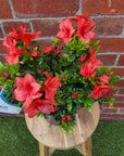 Azalea - 17cm pot