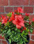 Azalea - 17cm pot