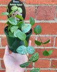 Hoya - Cv. Mathilde 'Splash' (no. 135) _ 10cm pot