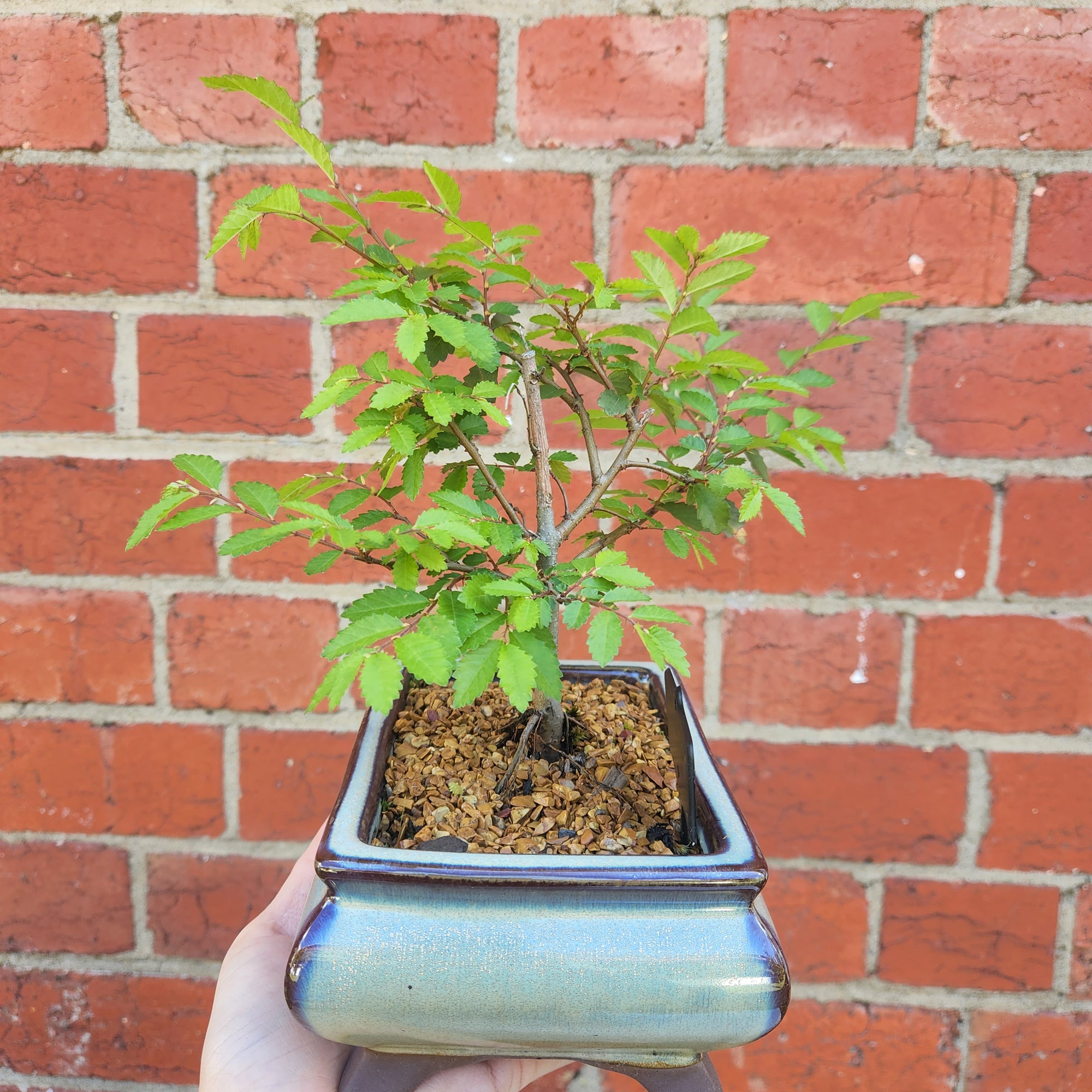 Bonsai 15cm - Chinese Elm - Ulmus parvifolia