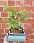 Bonsai 15cm - Chinese Elm - Ulmus parvifolia