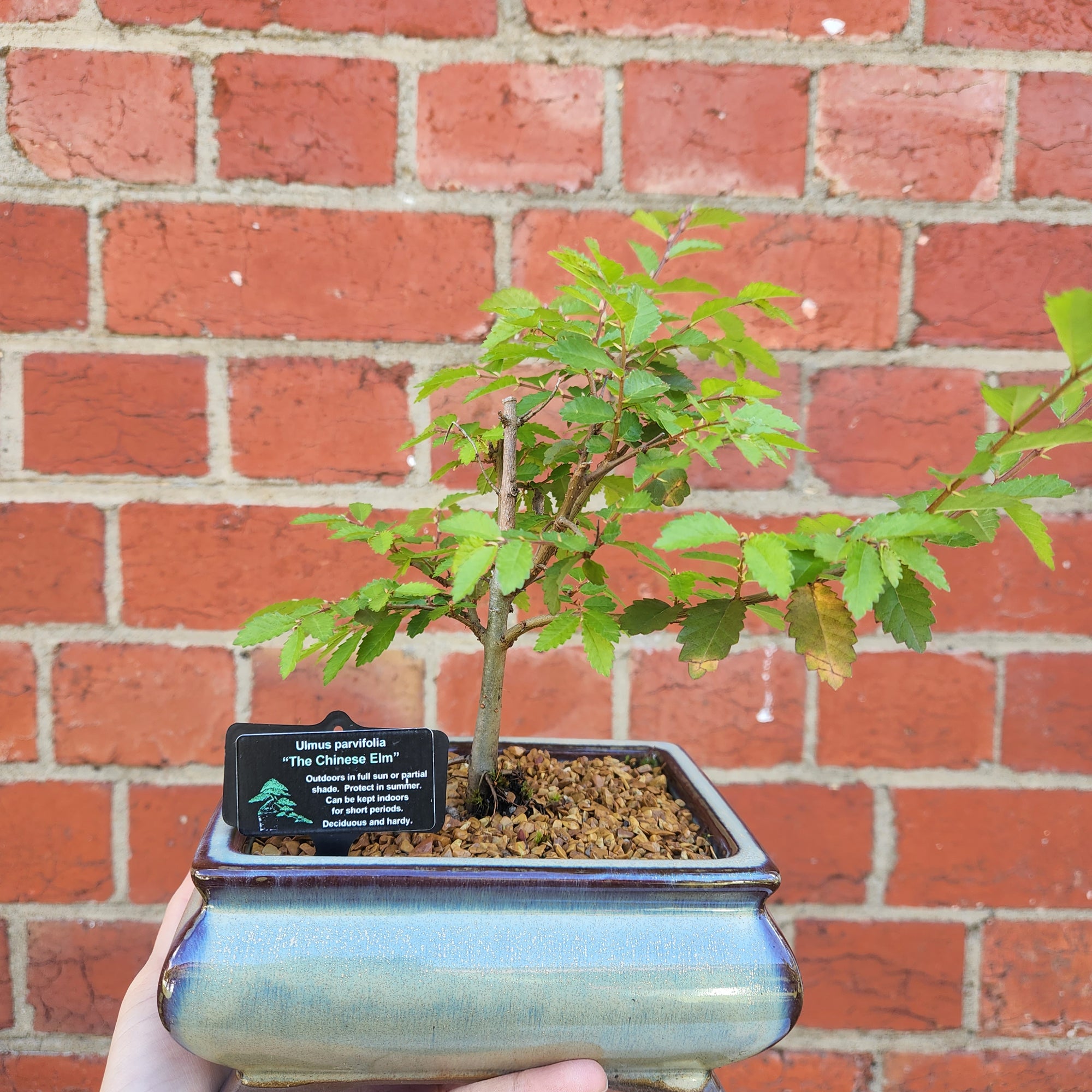 Bonsai 15cm - Chinese Elm - Ulmus parvifolia