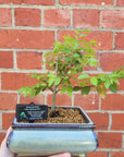 Bonsai 15cm - Chinese Elm - Ulmus parvifolia