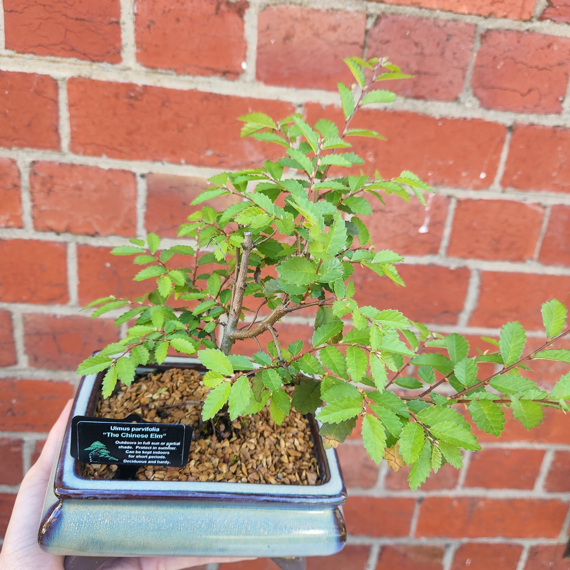 Bonsai 15cm - Chinese Elm - Ulmus parvifolia