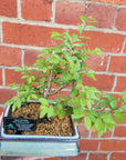 Bonsai 15cm - Chinese Elm - Ulmus parvifolia