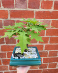 Bonsai 18cm - Pink Oak - Quercus Palustris