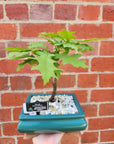 Bonsai 18cm - Pink Oak - Quercus Palustris